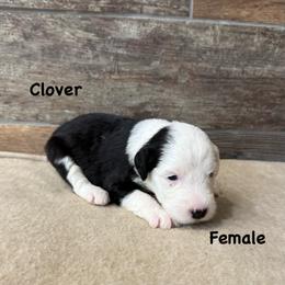 Clover - Gray and white female Old English Sheepdog puppy in Blackfoot, Idaho from What the Fluff Old English Sheepdog