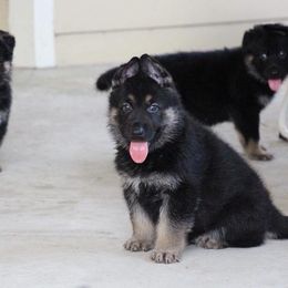 German Shepherd Puppies from Neuanfang German Shepherd Dogs