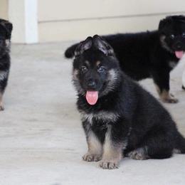 German Shepherd Puppies from Neuanfang German Shepherd Dogs
