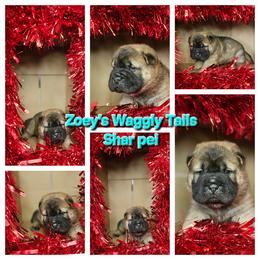 Dustin - Brown sable male Chinese Shar-Pei puppy in Minden, Louisiana from Zoey's Waggly Tails