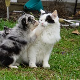Pomskies, Shetland Sheepdogs, and Toy Shetland Sheepdogs from Mountain High Kennels