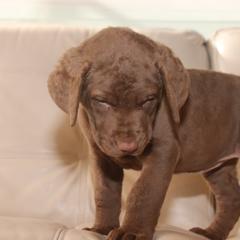 Chesapeake Bay Retriever Puppies from Colorado River Retrievers