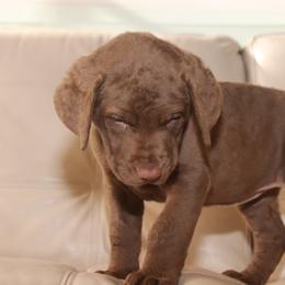 Chesapeake Bay Retriever Puppies from Colorado River Retrievers