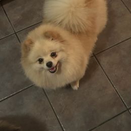 Gidget - Pomeranian