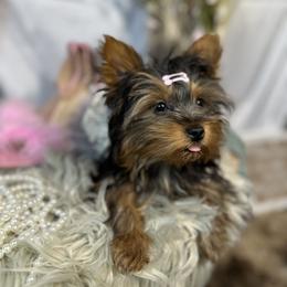 Yorkshire Terrier Puppies from Prims Puppies LLC