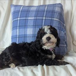 Bernedoodle puppies from Quartz Mountain Doodles