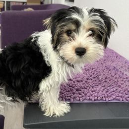 Yorkshire Terrier puppies from Star Catcher Pups