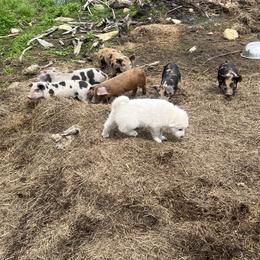 Sarah - White female Great Pyrenees puppy in East Dover, Vermont from Cracked An Egg Farm