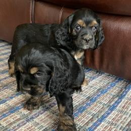 Cocker Spaniel puppies from Blackberry Farm Cockers