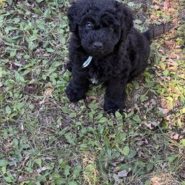 Lava - Black and white male Aussiedoodle puppy in Grand Haven, Michigan from Happy Hippy Doodles