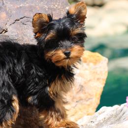 Tiffany - Black and tan female Yorkshire Terrier puppy in Hughesville, Missouri from Puppykiss4u