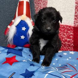 Pearl - Black & white female Australian Shepherd puppy in Rose Hill, North Carolina from Motega Australian Shepherds