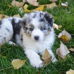 Australian Shepherd Puppies from Highline
