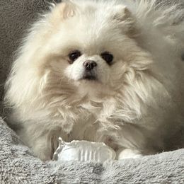 Joy - Pomeranian