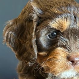Bernedoodles, Cavapoos, and Poodles from Positively Doodles