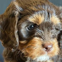 Bernedoodles, Cavapoos, and Poodles from Positively Doodles