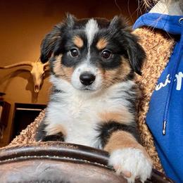 Winter - Black tri female Miniature American Shepherd puppy in Tonasket, Washington from V5 Aussies