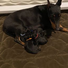 Boy 4 - Manchester Terrier puppy in Lyman, Mississippi from Raintree Manchester Terriers
