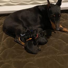 Boy 4 - Manchester Terrier puppy in Lyman, Mississippi from Raintree Manchester Terriers