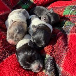 Stripe - Black parti female Pomeranian puppy in Grand Junction, Colorado from Royal Paws Of Colorado