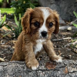 Cavachons, Cavalier King Charles Spaniels, Cavapoos, and Poodles from Tinkerpups
