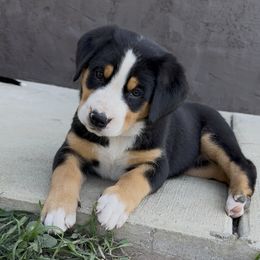 Pink girl - Black, white and red female Greater Swiss Mountain Dog puppy in Woodland, Washington from Woodland Swissie’s