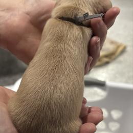 Gray Collar - Cream male Dachshund puppy in Belfair, Washington from Devoted Doxies, Lorraine’s Yorkies