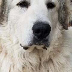 Great Danes and Great Pyrenees from Flyin' T Ranch