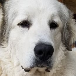 Great Danes and Great Pyrenees from Flyin' T Ranch