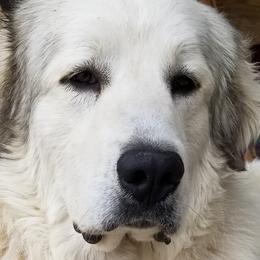 Great Danes and Great Pyrenees from Flyin' T Ranch