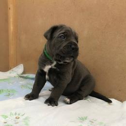 Anna - Gray female Cane Corso puppy in Ashland, Ohio from Ruben Cane Corso
