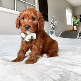 Cavapoo Puppies from Wonderful World Doodles