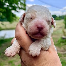 Girl 1 - Purple collar - Orange female Lagotto Romagnolo puppy in Ashland, Ohio from SS Australian Shepherds
