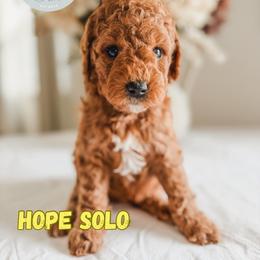 Hope Solo - Red  female Goldendoodle puppy in Jacksonville, Florida from First Coast Goldendoodles