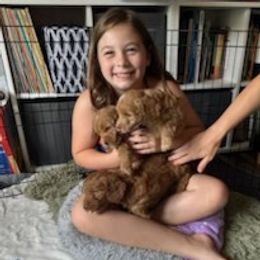 Cockapoo, Goldendoodle, Poodle, and Shihpoo Puppies from Peace, Love, and Puppies at the Creek