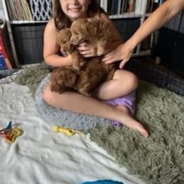 Cockapoo, Goldendoodle, Poodle, and Shihpoo Puppies from Peace, Love, and Puppies at the Creek