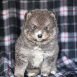 Summit - Blue male Pomsky puppy in Coos Bay, Oregon from Ocean View Pomskies