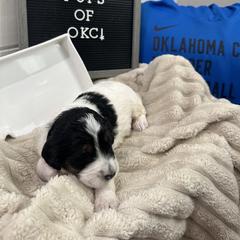 Goldendoodle and Golden Mountain Doodle Puppies from Silver Barn Doodles