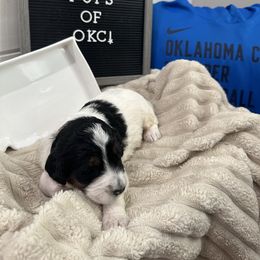 Goldendoodle and Golden Mountain Doodle Puppies from Silver Barn Doodles