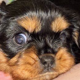 Cavalier King Charles Spaniel Puppies from Family first cavaliers