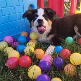Juniper - Black tri-color female Australian Shepherd puppy in Waddell, Arizona from Whimsical Aussies