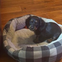 Loretta - Black and tan female Dachshund puppy in Fort Worth, Texas from Louis' Litters