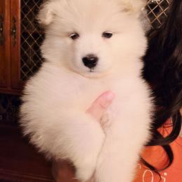 Purple - White female Samoyed puppy in San Antonio, Texas from Hill Country Samoyeds