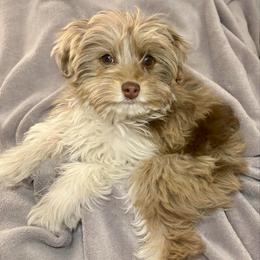 Elsa - Red merle female Aussiedoodle puppy in Castalia, Iowa from K&K Kennels