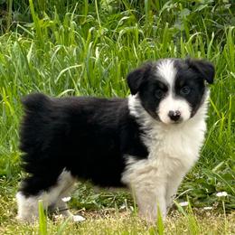 Dolly - Black tri female Miniature Australian Shepherd puppy in Lebanon, Oregon from Two Pines Mini Aussies