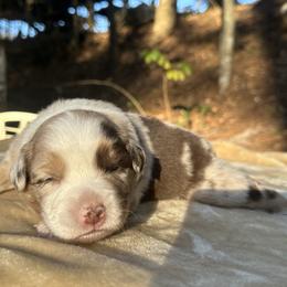 Wilbur - Red merle male Miniature Australian Shepherd puppy in Daytona Beach, Florida from Underhill Aussies
