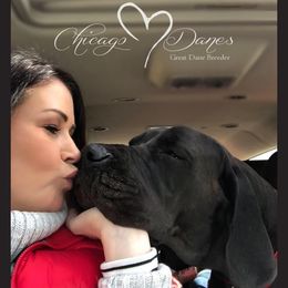 Great Dane All Grown Up from Chicago Danes