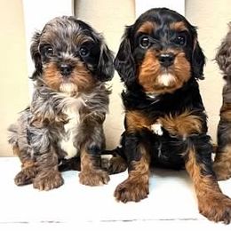 Cavapoo puppies from Cactus Doods