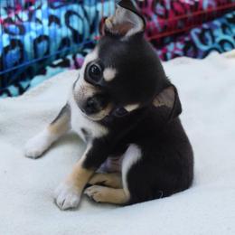 Chihuahua Puppies from Stardom Chihuahuas