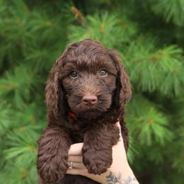 Sunshine - Chocolate female Australian Labradoodle puppy in Williamstown, New York from Lewis Manor Labradoodles
